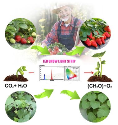 1W SMD 3030 Mavi LED Yetiştirme Işığı Çipi 440-470nm 300mA 3.0-3.4V